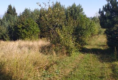 Teren Sacele zona de relaxare pretabil investitie - 3