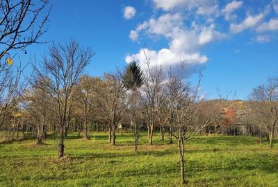 Manuel recomanda : cel mai frumos teren din Cornu - zona centrala