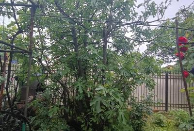 Închiriere casă Vatra Nouă Sector 1 - 4