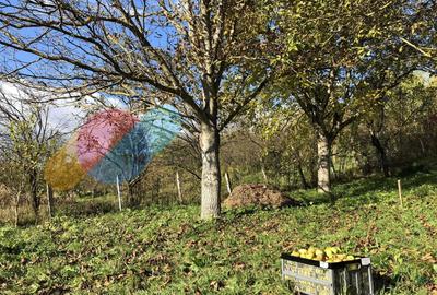 Teren Intravilan 2794 Mp - Casele Micesti - 1