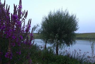 Belciugatele - Mariuta, teren cu iesire la lac - 1