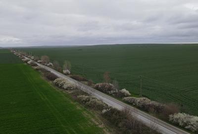 Giarmata Mare ,judetul Timis/teren 3,8 ha/preț  4 euro /mp - 3