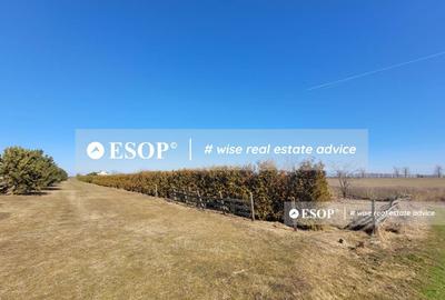 Teren de vanzare, Dascalu, ID 15402 - 7