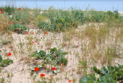 Corbu Plaja Vadu Teren la malul marii oportunitate dezvoltare turistica - 1