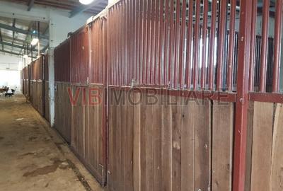 Ferma Zootehnică Mixtă – Cernateaz, Timiș | 9,5 ha | Hale Moderne, Casă 2019, va - 14