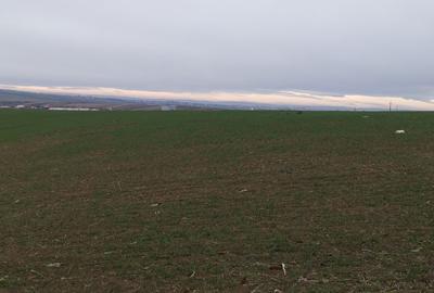 Terenuri in Rachiti - 8