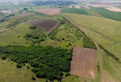 Teren arabil de 1771 hectare în Dolj - 3