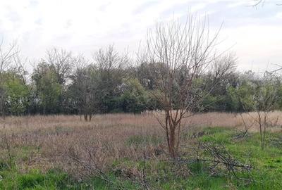 TEREN INTRAVILAN DOROBANTI - 6