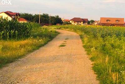Teren intravilan de vanzare Ciofliceni | Ghermanesti | Snagov - 6