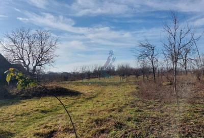 Teren intravilan de vanzare cu livada la 30km de Oradea, Sannicolau Roman, Bihor - 2