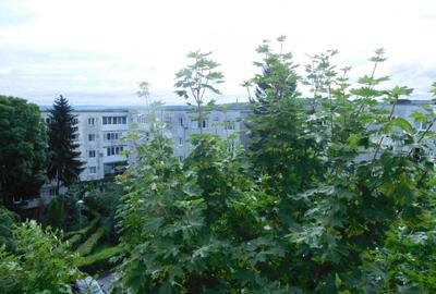 Chirie apartament cart Gheorgheni - 11