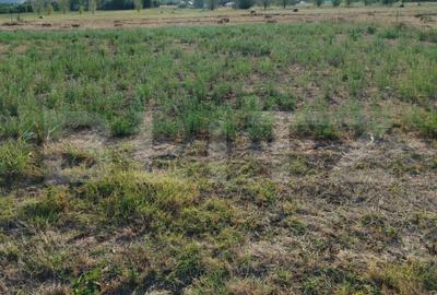 Teren intravilan 2895 mp, Gogosu Dolj - 1