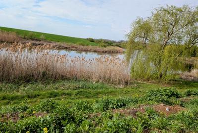 Paradisul Verde-Corbeanca,intravilan,10300mp,deschidere lac-120m,view deosebit - 4