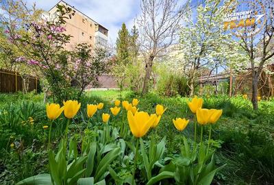 Casa pe strada Lazar Mihaly, Sfantu Gheorghe, cu 645 mp teren - 25