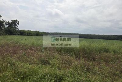 Ciolpani - DN 1,  892 Mp, Toate Utilitatile, Gaz, Curent,20 Deschidere - 4
