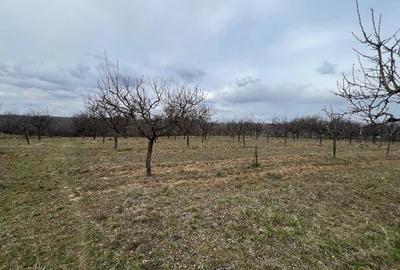 Teren vanzare, 8000 m2, Danicei, Cuca, Arges - 6