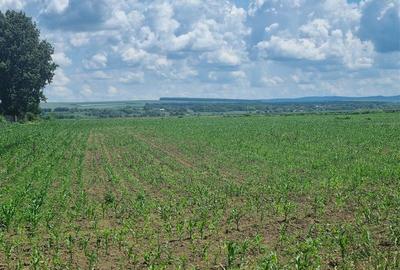 Extravilan Compact 2.75 Ha Saucesti AICBAC - 2
