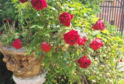 Cea mai frumoasă casă din zona Pipera - Băneasa - 50