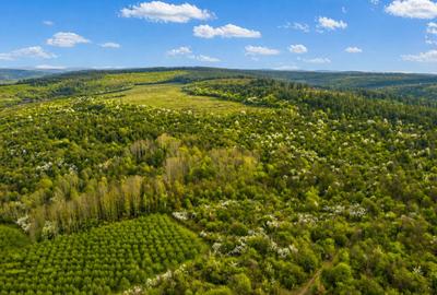 Teren 20 ha vestul Romaniei – ideal plantație aluni / livadă - 3