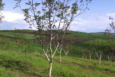 Teren Construcții intravilan de 2000 mp, în Rănușa