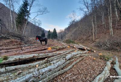 Teren Intravilan de Vânzare – 3279 MP – Coada Lacului Tarnița - 3