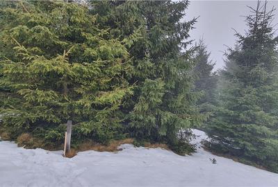 Teren 5.000 mp in Păltiniș Zona Vălari (Priveliște Panoramic - 4