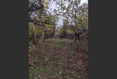 Vanzare sau Schimb! Central Drajna de Jos 5000 mp - 9