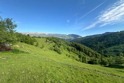 Teren intre 7000 si 21000 mp in zona Pestera-Moieciu, la 5 km de Bran