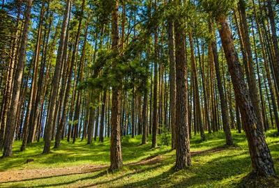 Incantator parc privat, 1.500mp: casa/ pensiune/ refugiu montan, Sacele, Brasov - 4