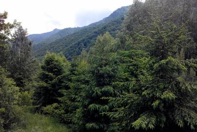 Proprietate rară în inima Retezatului – 5.700 mp teren intravilan - 6