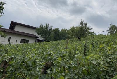 Teren 1000mp(impartit in 2 loturi) deschidere 28m Blejoi,vedere superba - 2