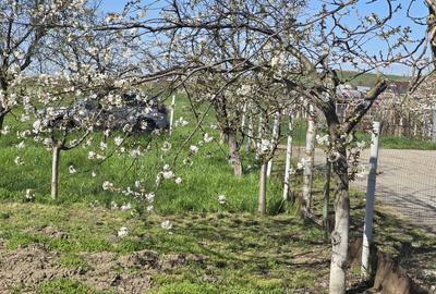 TEREN INTRAVILAN -1300 mp CURTISOARA - 13