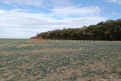 Ferma Agricolă 1.350 Hectare – Grad de Comasare 96–97%, Chișineu Criș, Județul A - 2