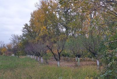Teren de vânzare “Dumbrava Minunata” în Domnesti, Ilfov - 1