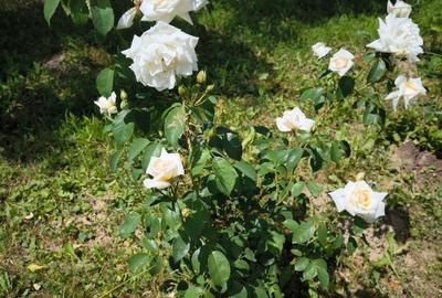 Teren cu cabana de vanzare - 12