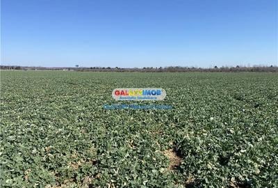 Vanzare teren industrial Paulesti Prahova gata de construit - 6