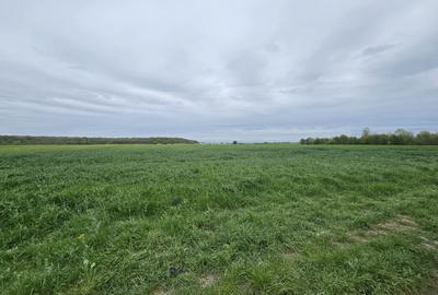 Teren de vânzare 18.000 mp – Clinceni, zona Ordoreanu | Oportunitate investiție - 4