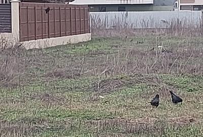 Teren Construcții intravilan de 1000 mp, în 1 Decembrie 1918