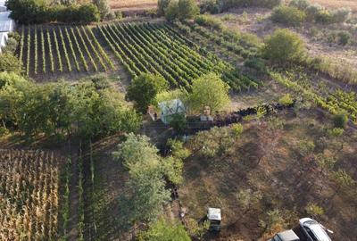 Teren intravilan Tecuci/Podgorie si Pomi Fructiferi/5000 mp