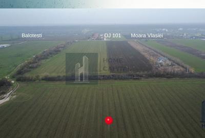 Teren de vanzare 10.000 mp | Căciulați, Moara Vlăsiei | Balotesti - 3