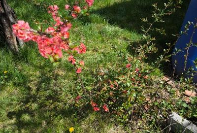 Teren cu cabana de vanzare - 11