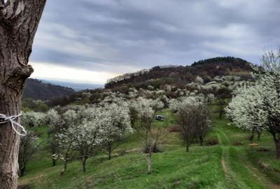TEREN INTRAVILAN 13700 MP, INURI, VINTU DE JOS - 5