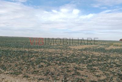 Ferma Agricolă 1.350 Hectare – Grad de Comasare 96–97%, Chișineu Criș, Județul A - 3