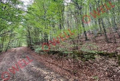 De vânzare pădure mixtă în Dalnic! - 2