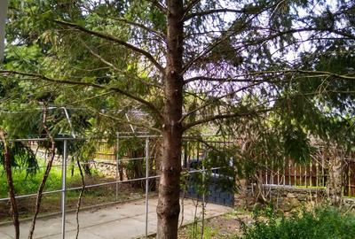 Casa de vanzare in Cuvin com. Ghioroc jud Arad - 12