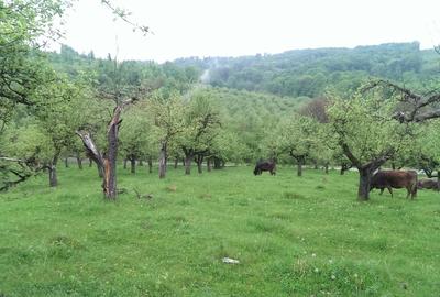 Vand Teren Livada 7.2 hectare - 2