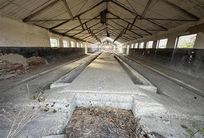 Platforma industriala 27.000mp - Racova - Buhusi - 9