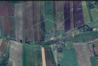 Teren nucifer cu plantatie de aluni, sat Frata, jud. Cluj - 11