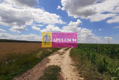 Teren 715mp în Snagov lângă Equestria - 56