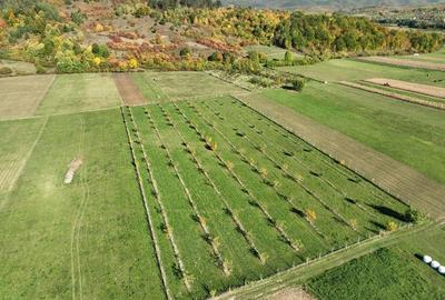 Teren intravilan de 13965 mp, în Aușeu